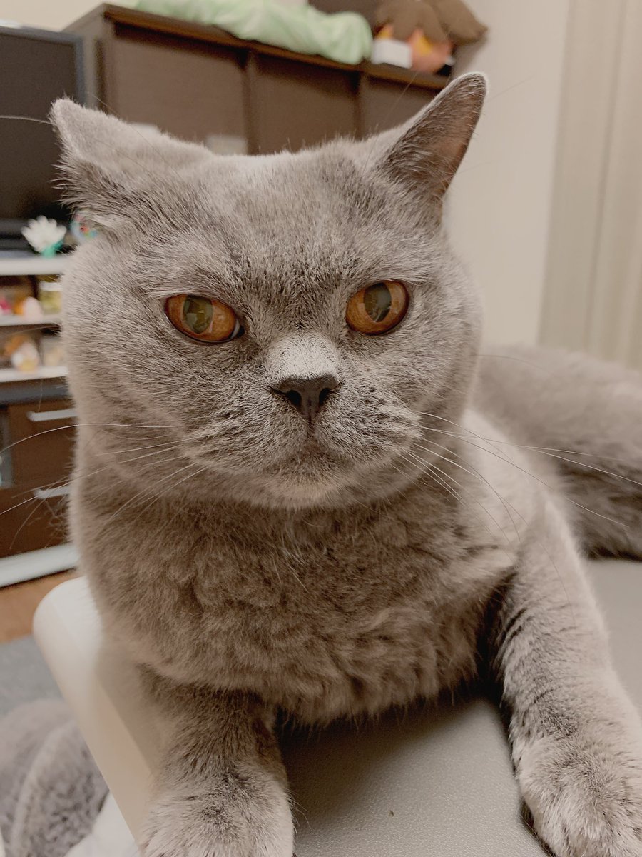renoyass's tweet photo. ビッシュは元気！かわいい！です！
毎日歯磨きを朝晩としてるおかげで、これまで付いてた歯石はどうしようもないけど歯茎が痛くないからか、カリカリもよく食べてくれて嬉しい〜！
1、2ヶ月くらい換毛期で抜け毛が大変だったんだけど、ようやく落ち着いてきた〜☁️ https://t.co/dJpfXyF2nx