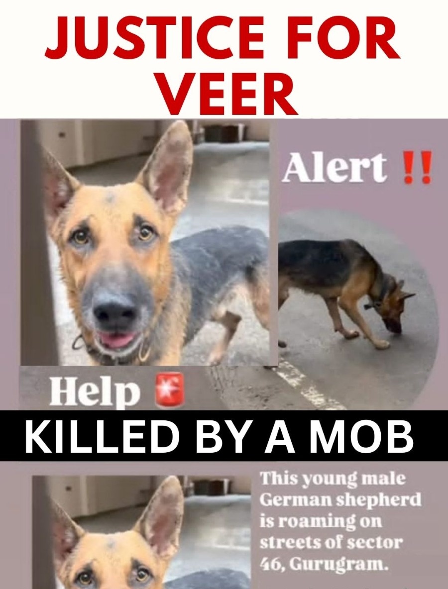 Ajay Joe (@joedelhi) on Twitter photo <a href="/hmkamath/">Manjunath Kamath</a> <a href="/police_haryana/">Haryana Police</a> <a href="/dr_arpit_jain/">Arpit Jain,IPS</a> <a href="/JesudossAsher/">Dr. Asher R. Jesudoss</a> <a href="/vfanimals11/">voiceforanimals11</a> <a href="/APMAT15/">A_P_M_A_T</a> <a href="/TheTannuja/">Tannuja</a> <a href="/tarana2510/">tarana singh</a> <a href="/AntiCrueltyCell/">Tarun Agarwal</a> <a href="/dilthi_gujarati/">Dilthi Gujarati</a> <a href="/kulgauravverma/">Kul Gaurav Verma</a> <a href="/Kriticbell/">Kankana</a> German Shepherd Killed !
A abandoned German Shepherd dog was beaten and killed on the streets of Sector 46, Gurugram, Haryana.
Those who are beat and killed the dog should be arrested immediately post investigation! <a href="/hmkamath/">Manjunath Kamath</a> <a href="/police_haryana/">Haryana Police</a> <a href="/dr_arpit_jain/">Arpit Jain,IPS</a> <a href="/JesudossAsher/">Dr. Asher R. Jesudoss</a> <a href="/vfanimals11/">voiceforanimals11</a> <a href="/APMAT15/">A_P_M_A_T</a> <a href="/TheTannuja/">Tannuja</a> <a href="/tarana2510/">tarana singh</a> <a href="/AntiCrueltyCell/">Tarun Agarwal</a> <a href="/dilthi_gujarati/">Dilthi Gujarati</a> <a href="/kulgauravverma/">Kul Gaurav Verma</a> <a href="/Kriticbell/">Kankana</a> German Shepherd Killed !
A abandoned German Shepherd dog was beaten and killed on the streets of Sector 46, Gurugram, Haryana.
Those who are beat and killed the dog should be arrested immediately post investigation!