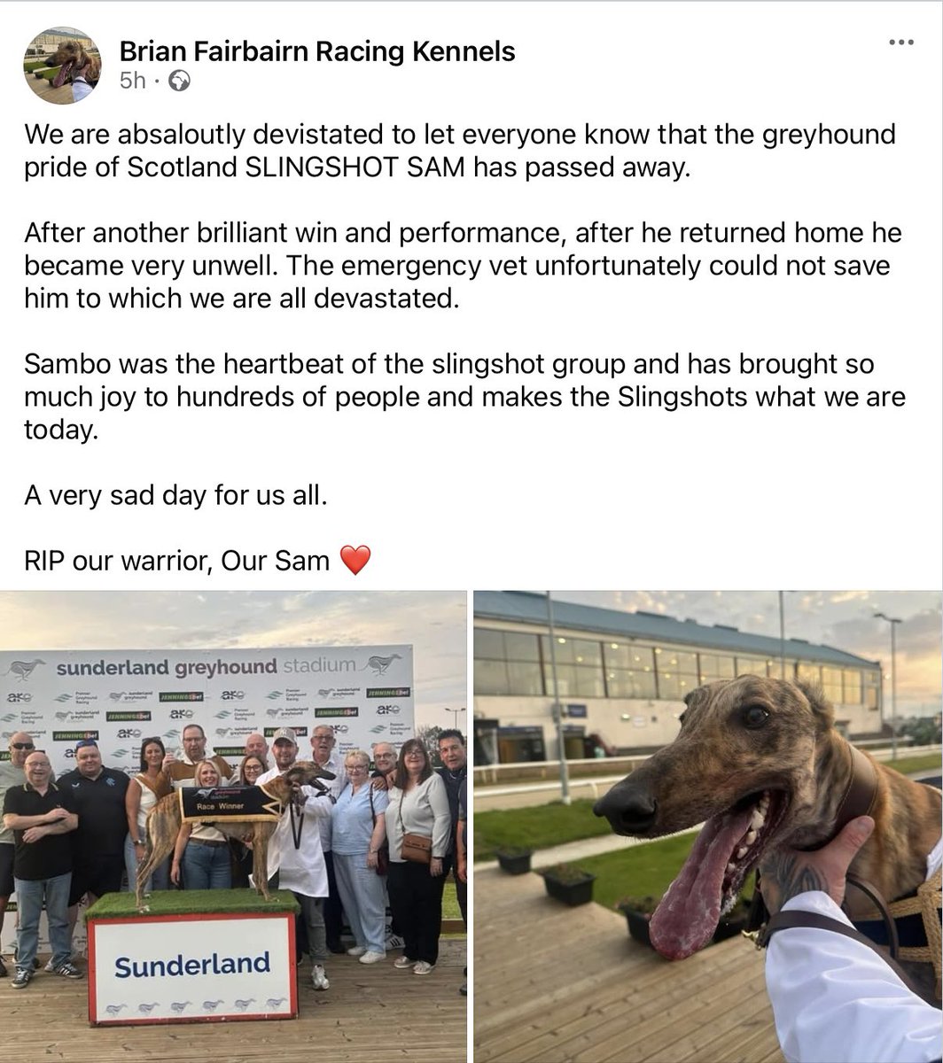 Ban Greyhound Racing (@youbetwedie) on Twitter photo This lovely boy died last night. Driven caged in the afternoon heat from West Lothian to Newcastle where he was kennelled until he raced at 9.30pm then subjected to another 3.15hr journey home. What an absolute disgrace.
Sleep well Sam. 💔 <a href="/LoveWestLothian/">West Lothian Council</a> <a href="/gregorpoynton/">Gregor Poynton MP</a> #BanIt This lovely boy died last night. Driven caged in the afternoon heat from West Lothian to Newcastle where he was kennelled until he raced at 9.30pm then subjected to another 3.15hr journey home. What an absolute disgrace.
Sleep well Sam. 💔 <a href="/LoveWestLothian/">West Lothian Council</a> <a href="/gregorpoynton/">Gregor Poynton MP</a> #BanIt