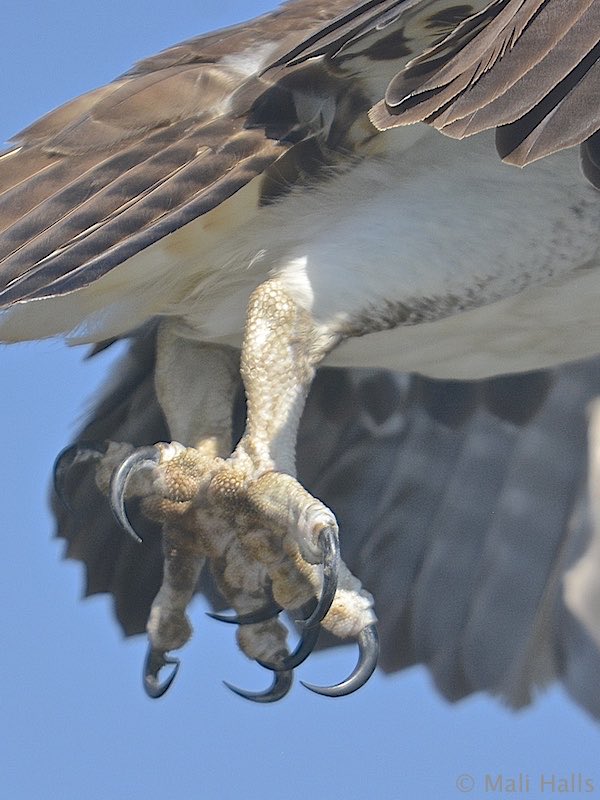 #Osprey #talons
