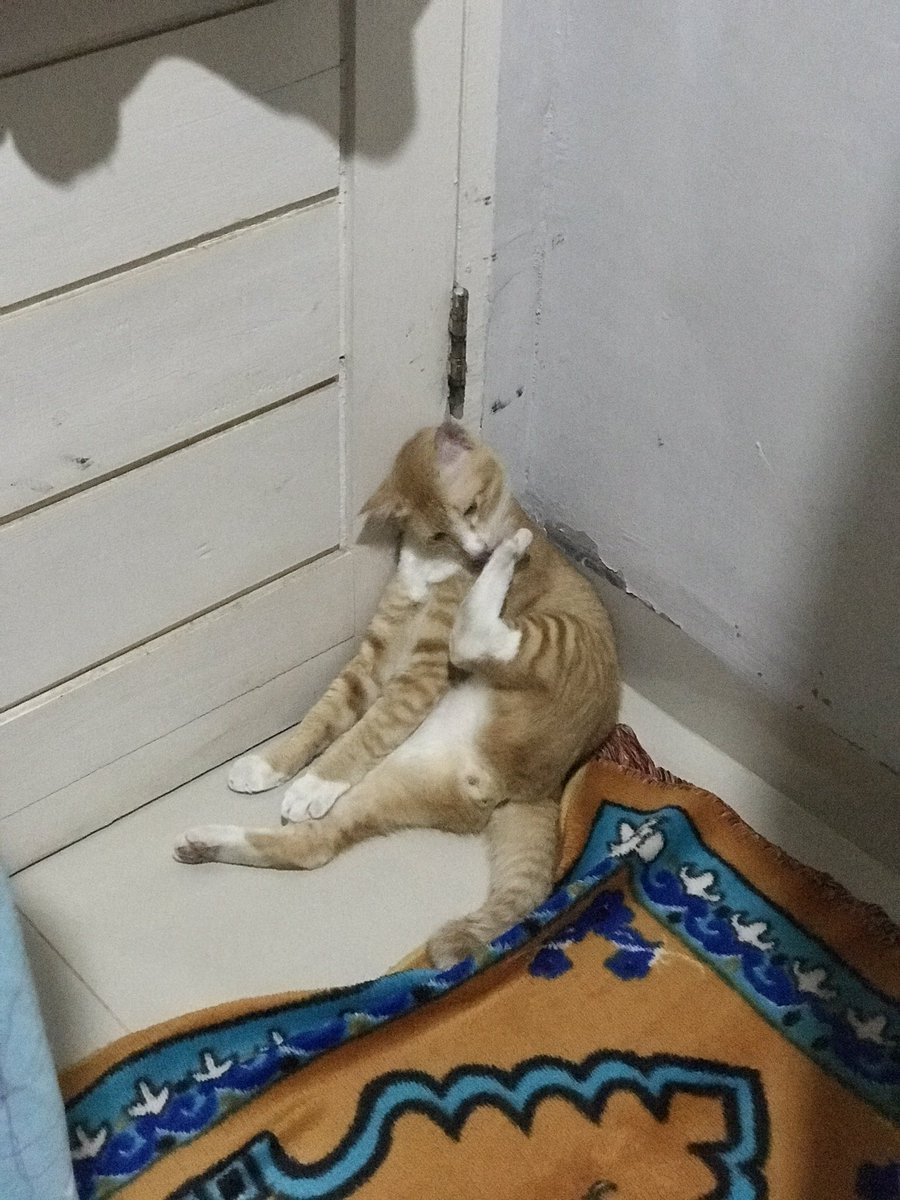 alasan kucing susah masuk surga: