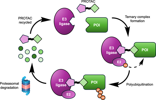 Biochem_Journal's tweet image. Proteolysis-targeting chimeras (PROTACs) represent a promising modality for probing biological systems and identifying potential therapeutic leads. This review from Osman et al describe the methods used to accelerate PROTAC drug discovery. doi.org/10.1042/bcj202…