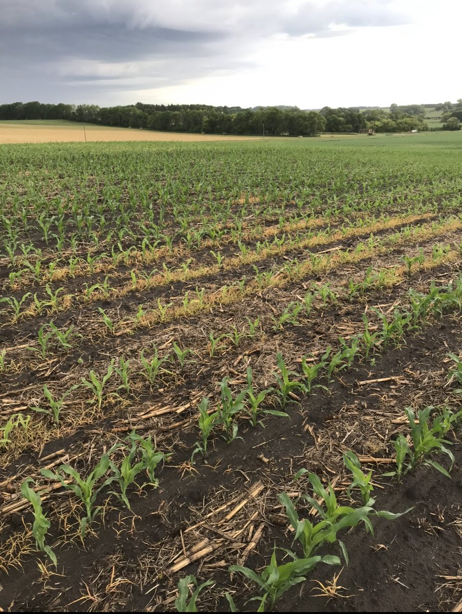 BeneathTheRows's tweet image. Early-season weed pressure doesn’t just steal water and nutrients.
It can permanently change how a corn plant grows—altering architecture, reducing stability, and hurting yield.
Here’s what happens when weed pressure is too high early on: