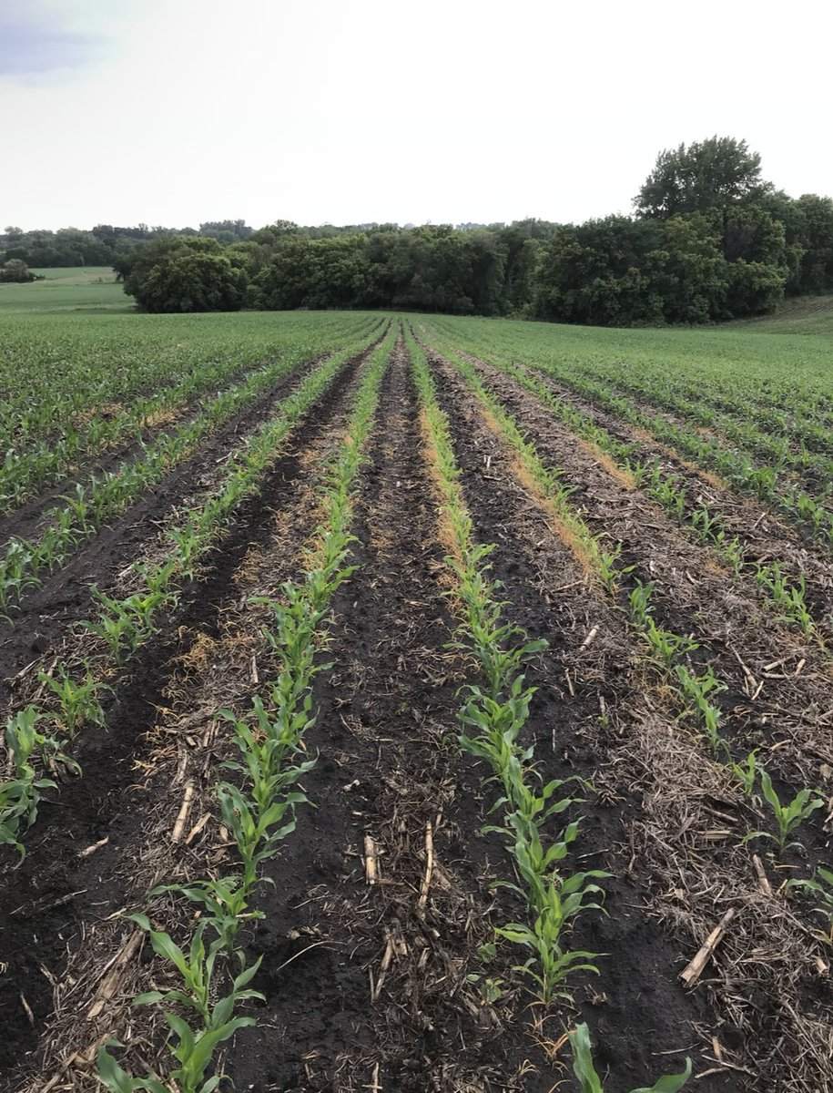 BeneathTheRows's tweet image. Early-season weed pressure doesn’t just steal water and nutrients.
It can permanently change how a corn plant grows—altering architecture, reducing stability, and hurting yield.
Here’s what happens when weed pressure is too high early on:
