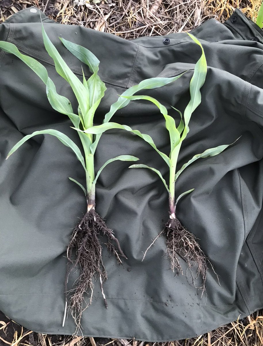 BeneathTheRows's tweet image. Early-season weed pressure doesn’t just steal water and nutrients.
It can permanently change how a corn plant grows—altering architecture, reducing stability, and hurting yield.
Here’s what happens when weed pressure is too high early on: