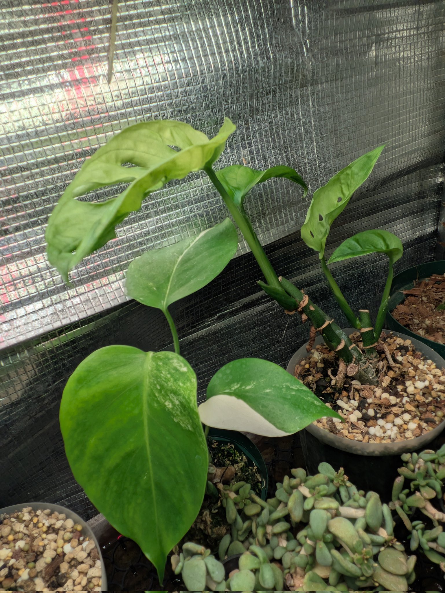 超希少❗️登り棒❗️サイズ大❗️モンステラ　エスケレート✨ 超希少❗️猫チップ、登り棒仕立て❗️モンステラ エスケレート✨ 観葉