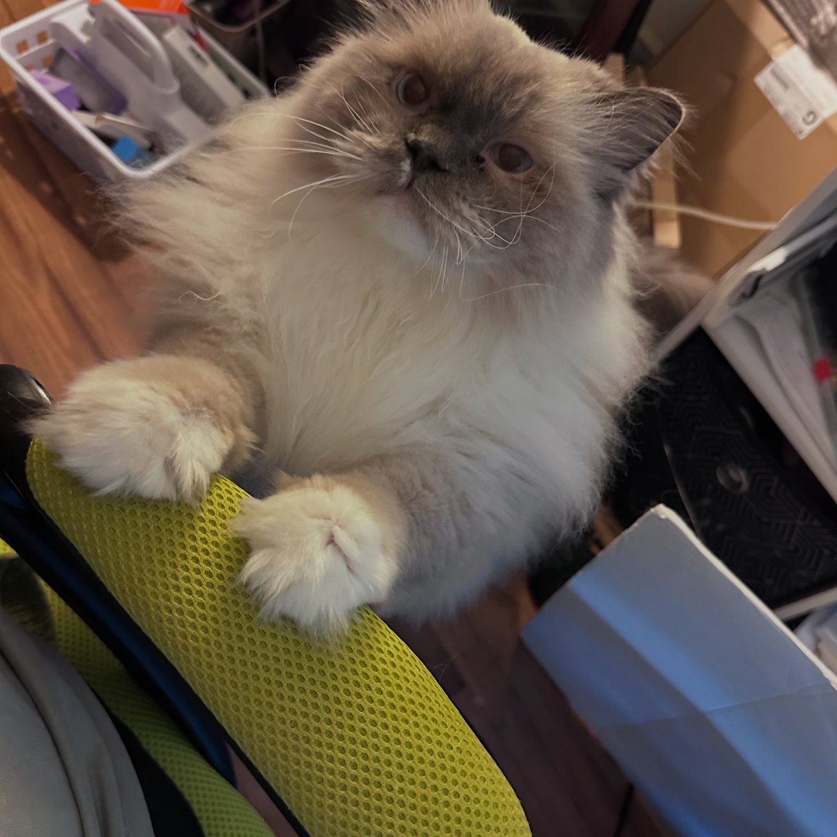 When I asked God for a companion animal he over delivered and gave me this one that is constantly needy, even when I’m working😩🤣🤣🤣❤️❤️❤️