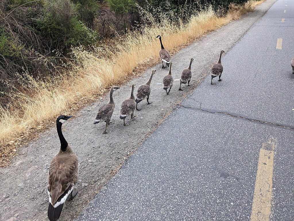 Canada geese on the road -- sometimes in traffic! birdsoutsidemywindow.org/2025/07/11/can…