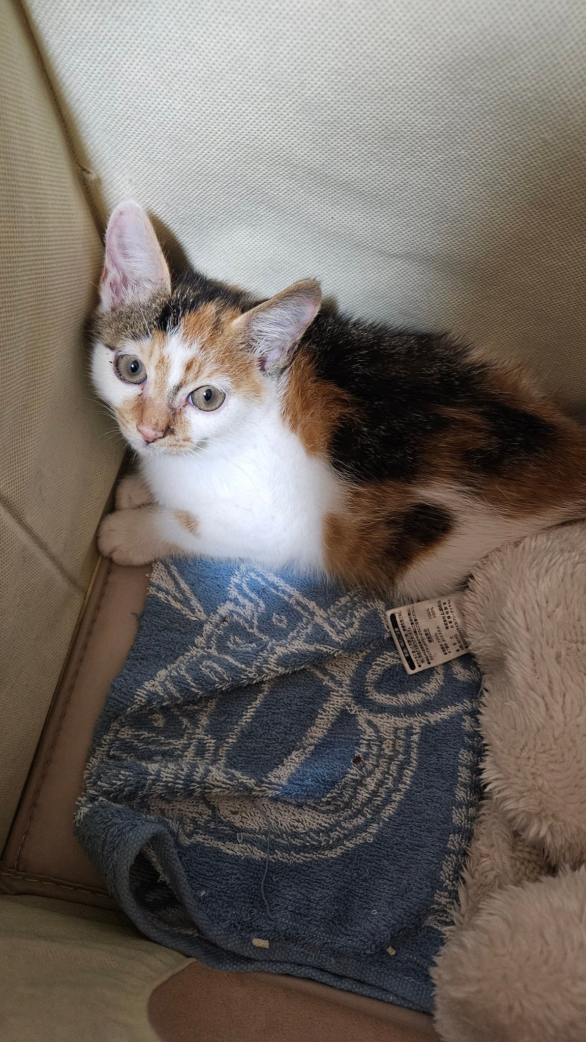 かちょぱ㌨✿様御予約❤️オッドアイの双子ちゃん♡ミニミニ子猫ちゃん♡エキゾ♡ かちょぱ㌨✿様御予約❤️オッドアイの双子ちゃん♡ミニミニ子猫