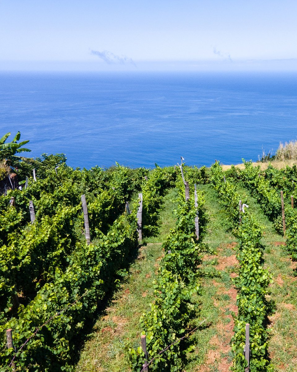 Blandy’s es una histórica bodega de Madeira, fundada en 1811. Sus viñedos se extienden del norte al sur de la isla y los vinos se envejecen en su bodega de Funchal, utilizando el método tradicional canteiro. Ofrece desde vinos secos de 3 años hasta viejas soleras y colheitas.