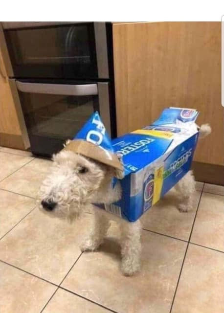 <a href="/PuppiesIover/">Puppies 🐶</a> My wife gave me money and told me to get the dog a new outfit. She said if there was any money left over, I could get beer...
