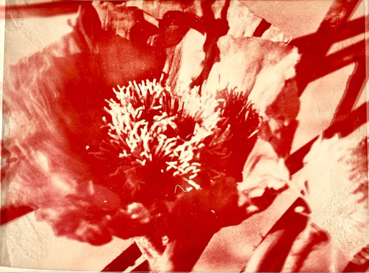 «The violets in the mountains can break the rocks if you believe in them and allow them to grow.»
   ~ Tennessee Williams
[ Camino Real ]
#LiteraturePosts