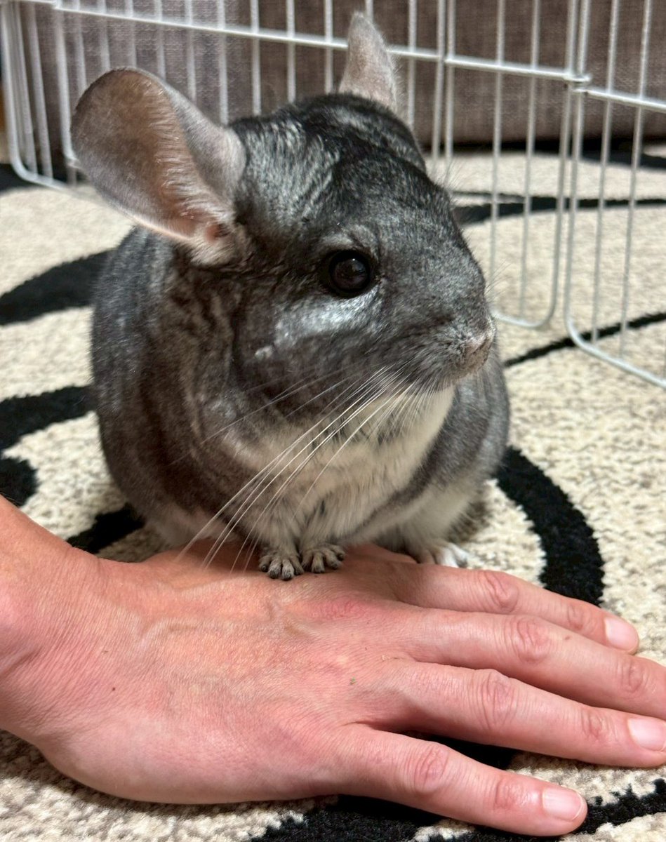 チンチラに手を制圧されてる