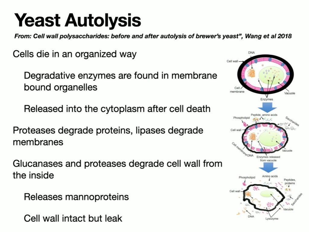 The last sensory session this year: "Enhancing the Profile of White Wines: Approaches to Creating Structured, Layered, and Age-Worthy Varietals."

It included a discussion of the mechanism of yeast autolysis.

Review at youtu.be/UDDiquHKp3w