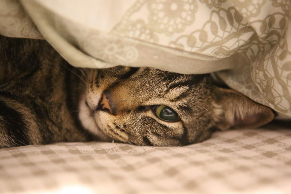 Anthrozoös Journal (@anthrozoosj) on Twitter photo New Research: "We’re All Cat People”: Identity Work Among Feline-Exclusive Veterinarians"
<a href="/CUBoulder_SOCY/">Department of Sociology CU Boulder</a>
#Anthrozoology #HumanAnimalInteraction #Cats
doi.org/10.1080/089279… New Research: "We’re All Cat People”: Identity Work Among Feline-Exclusive Veterinarians"
<a href="/CUBoulder_SOCY/">Department of Sociology CU Boulder</a>
#Anthrozoology #HumanAnimalInteraction #Cats
doi.org/10.1080/089279…