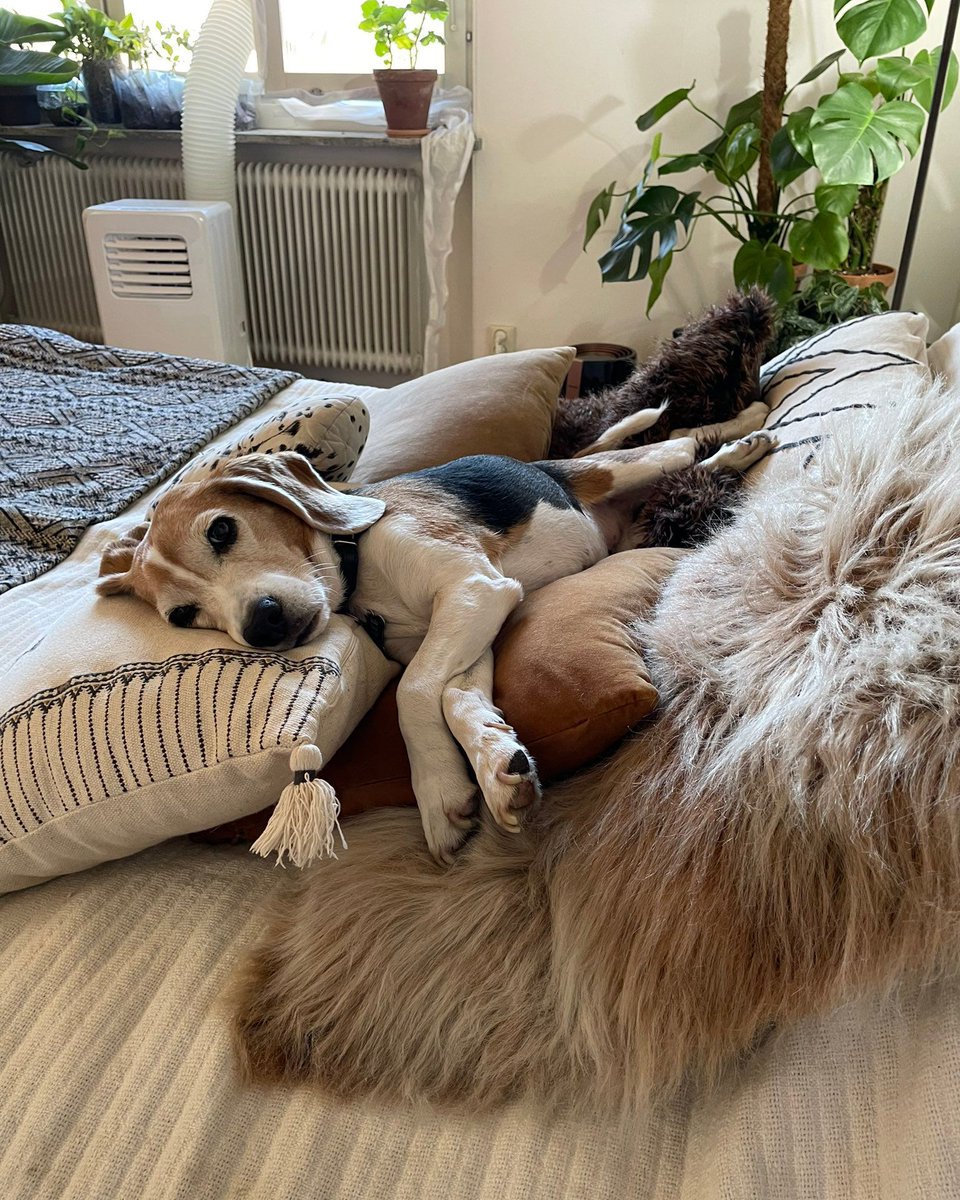 Despite being bred to hunt outdoors in all types of weather, the modern #beagle has developed a taste for the finer things in life and may refuse to engage in rain or snow. #beaglefacts

📷 <a href="/BeagleAdele/">Adele the Beagle</a> / Twitter