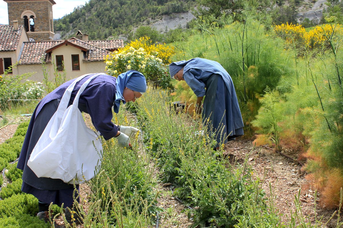 NunsHolding's tweet image. Benedictine Nuns of the Benedictine Abbey of Notre-Dame de Miséricorde at Rosans in France cutting and collecting herbs to make herbal tea. Photo from the Abbey's website at abbayederosans.fr/artisanat.