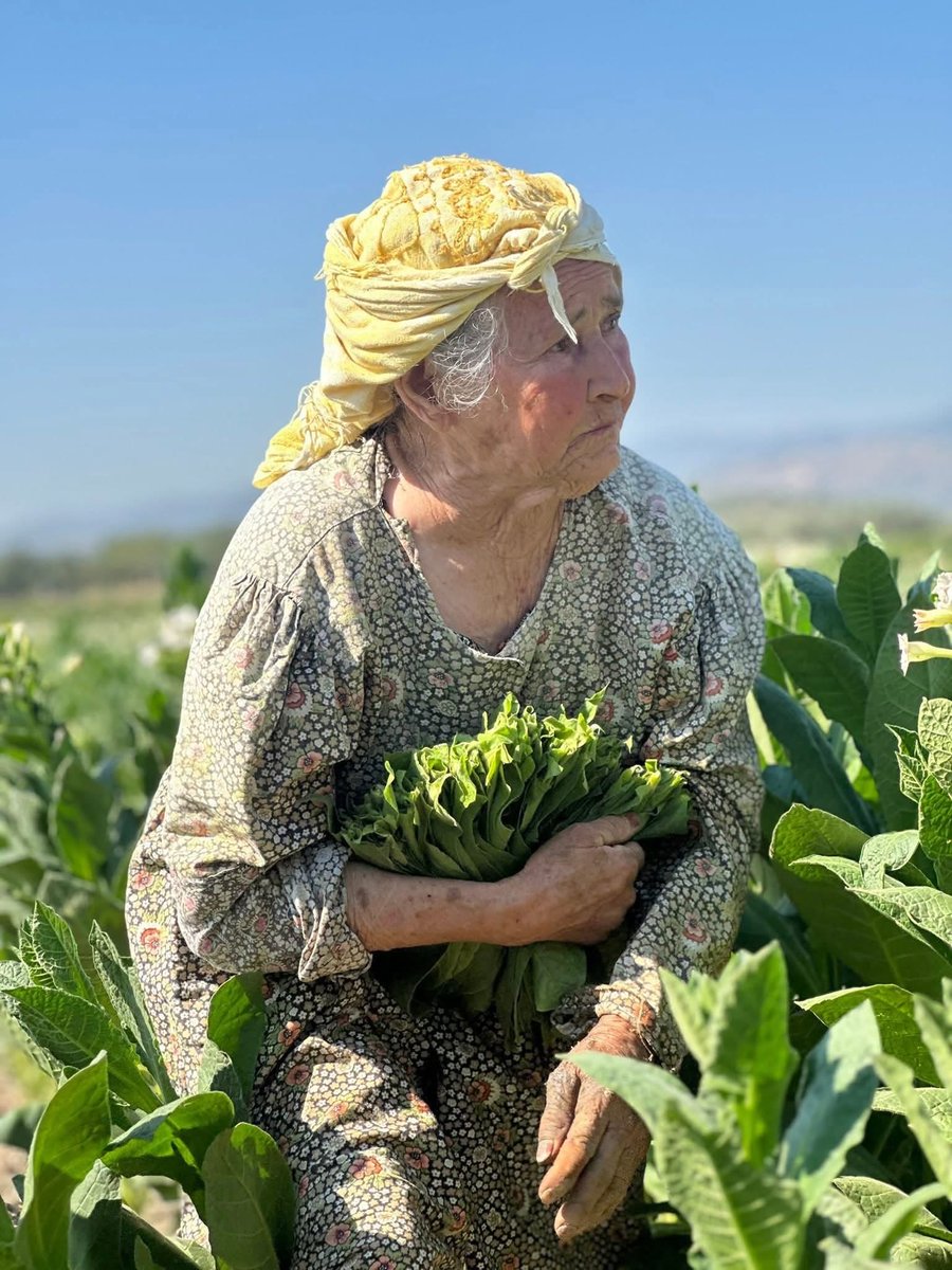 Manisa Akhisar’da, güneşin altında elleriyle tütün kıran bir çınar Ayşe Teyze. Tam 92 yaşında…Yalnız ama dimdik.Evlatlarının çoğu uzakta ama o topraklara sımsıkı sarılmış.
Ne gençliğinden ne emeğinden ödün vermiş.Her çizgisi, bir ömrün izini taşıyor. 👵🙏💜🌸🌻