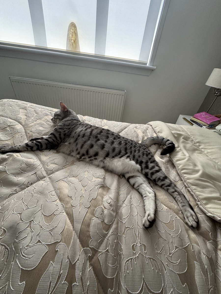 #Hedgewatch

🎶…Duvet Doobby Do…. 😸🎶

Too hot outside so iv came in and found a Shadepuddle 🌚😹

🎶Da da di dada ……🕺😹