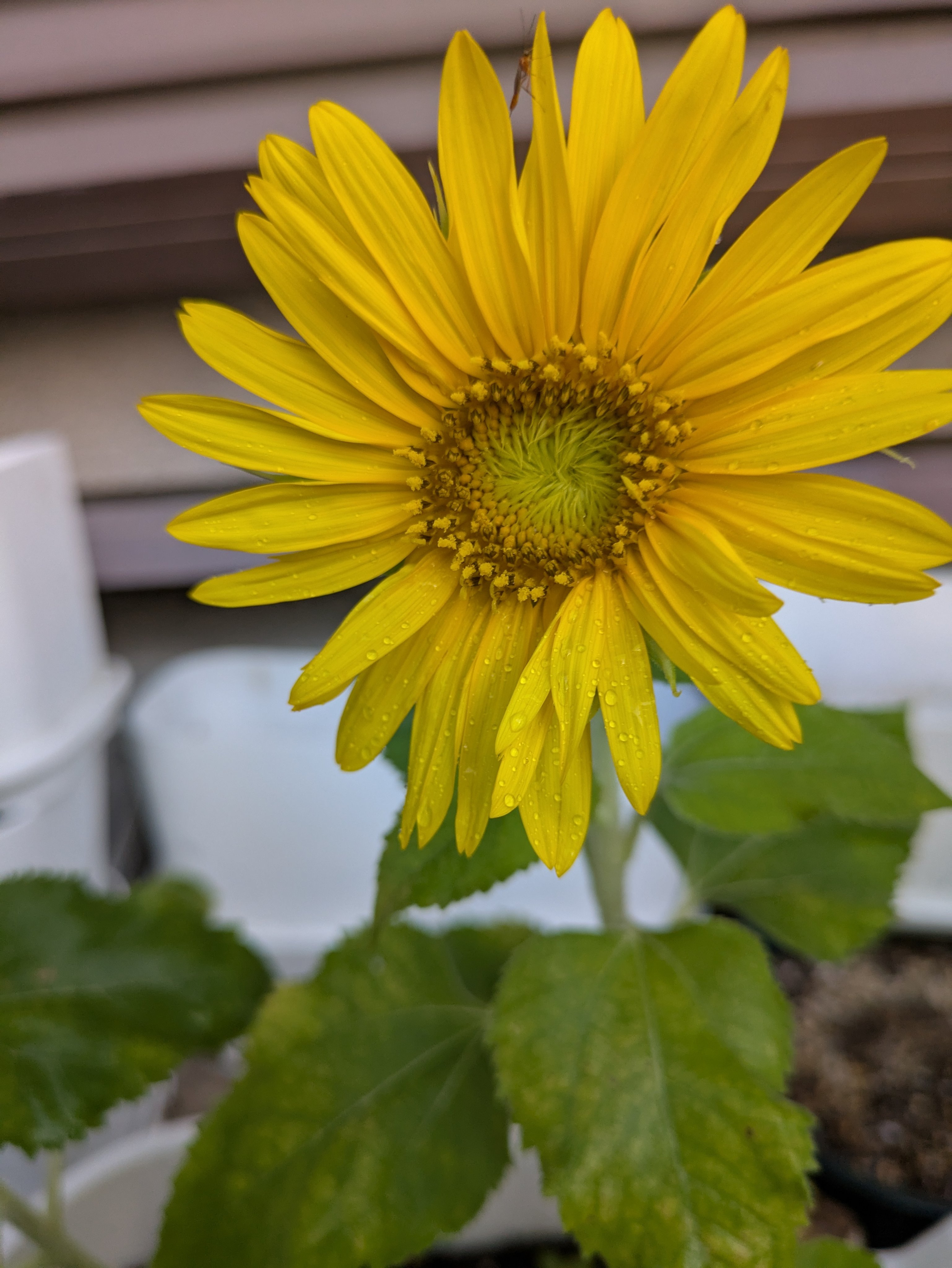 ひまわり ds-kanai-sunflower-bundle2-mix
