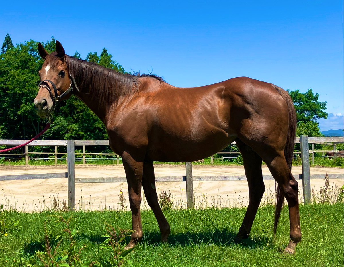 wintenderness's tweet photo. 【ご報告です】
ご無沙汰しておりました。
ウインテンダネスのお世話係です。
なかなか投稿ができず申し訳ありません。
みなさまにご報告がございます。

この度…テンダネスは無事にお父さんになることが出来ました✨‼️

青森ホースファーム所有の
《レオフラッパー》と交配をしました。
体ががっしり大きくて美人な栗毛の女の子です😊
獣医さんより順調だとの事で…
やっとご報告ができます😭

シーズンに入るとテンダネスも有り余るヤル気でなかなかワンパクだし、勝手に願掛けのつもりで投稿を休止してしまいすみませんでした。
これからは今まで撮っていた写真や動画を少しずつ出しながら、今のテンちゃんをドンドン投稿していこうと思います🥺✨

また、テンダネスの日常を見ていただければ嬉しいです🙇‍♀️
それでは…
次の投稿からはまたテンちゃんがおしゃべりしてくれると言ってました😊笑
いつもテンダネスを応援していただきありがとうございます！
これからもよろしくお願いいたします‼️

#引退競走馬
#ウインテンダネス
#応援してね