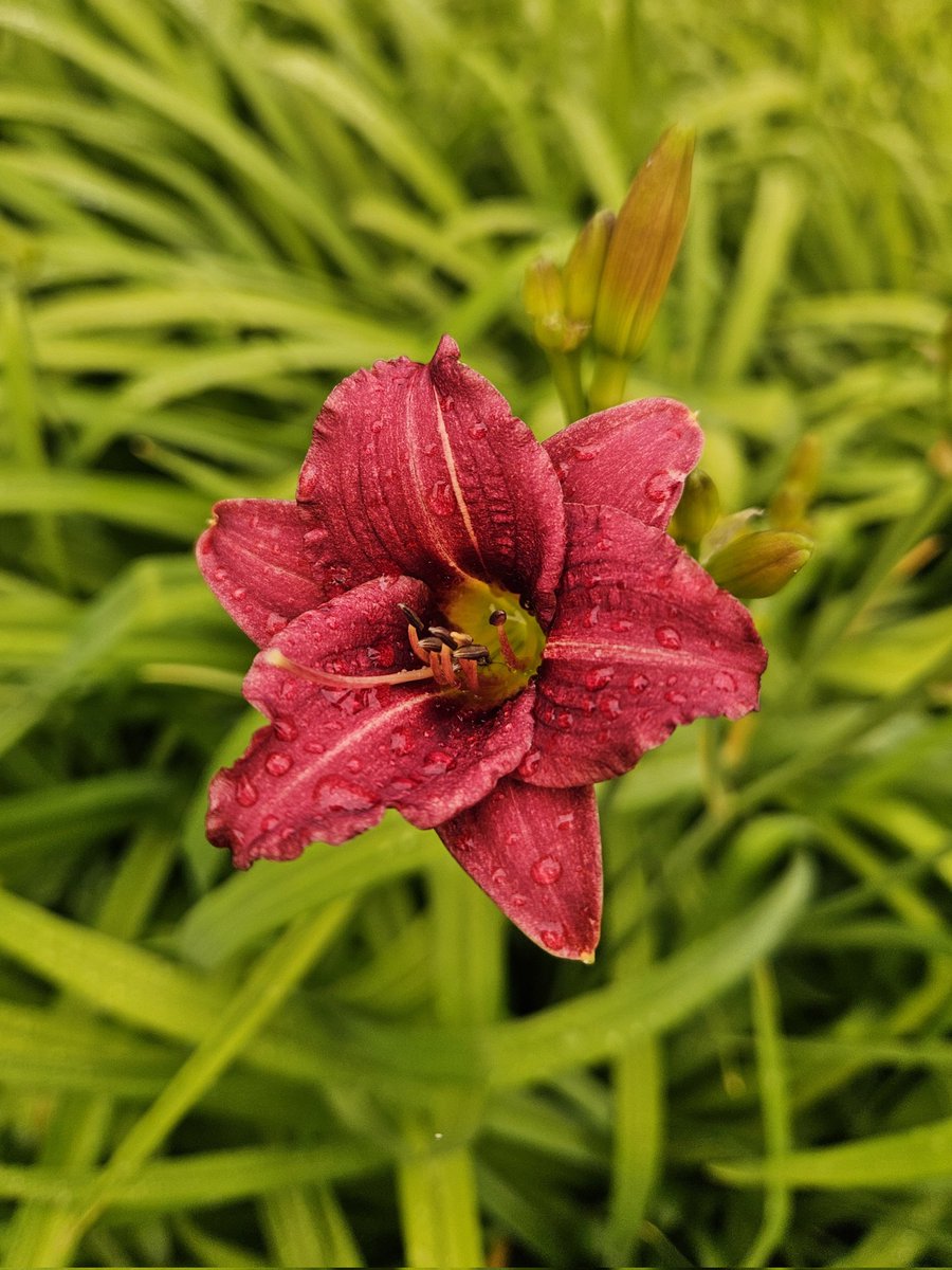 Good morning and happy Friday everyone here's a few pictures of our day lilies I took during our walk about this morning