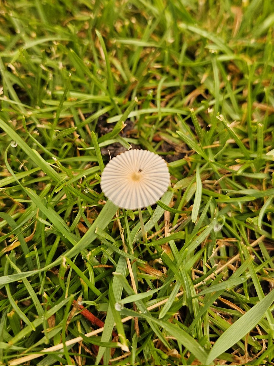 Here's a few mushrooms we found growing in the yard this morning
