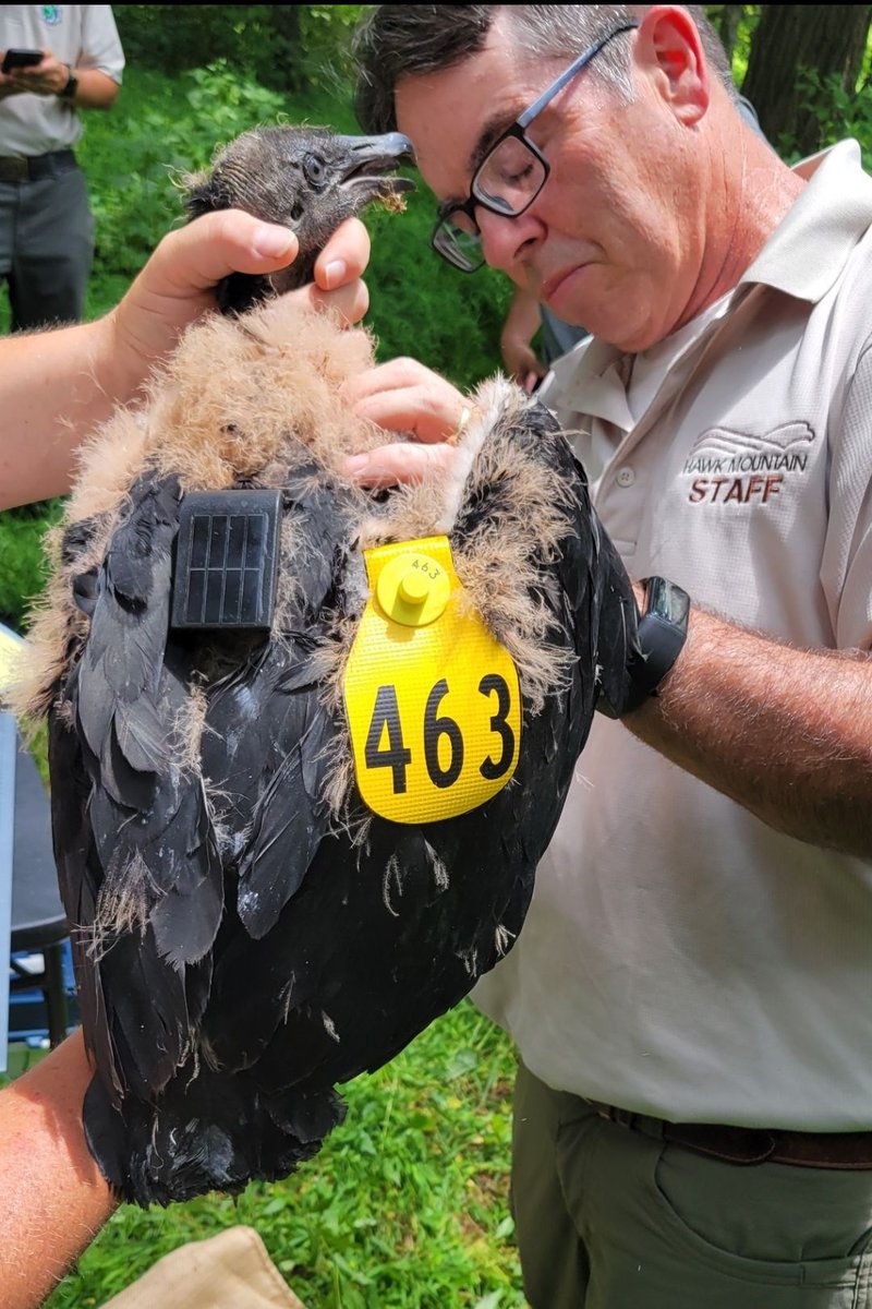 𝐍𝐚𝐦𝐞 𝐭𝐡𝐚𝐭 𝐁𝐢𝐫𝐝 🪶
In partnership with Hawk Mountain Sanctuary, we have successfully placed a satellite tag on a Black Vulture nestling. 
However, our new friend needs a name! Enter your suggestion at: bit.ly/MCPS_BlackVult….