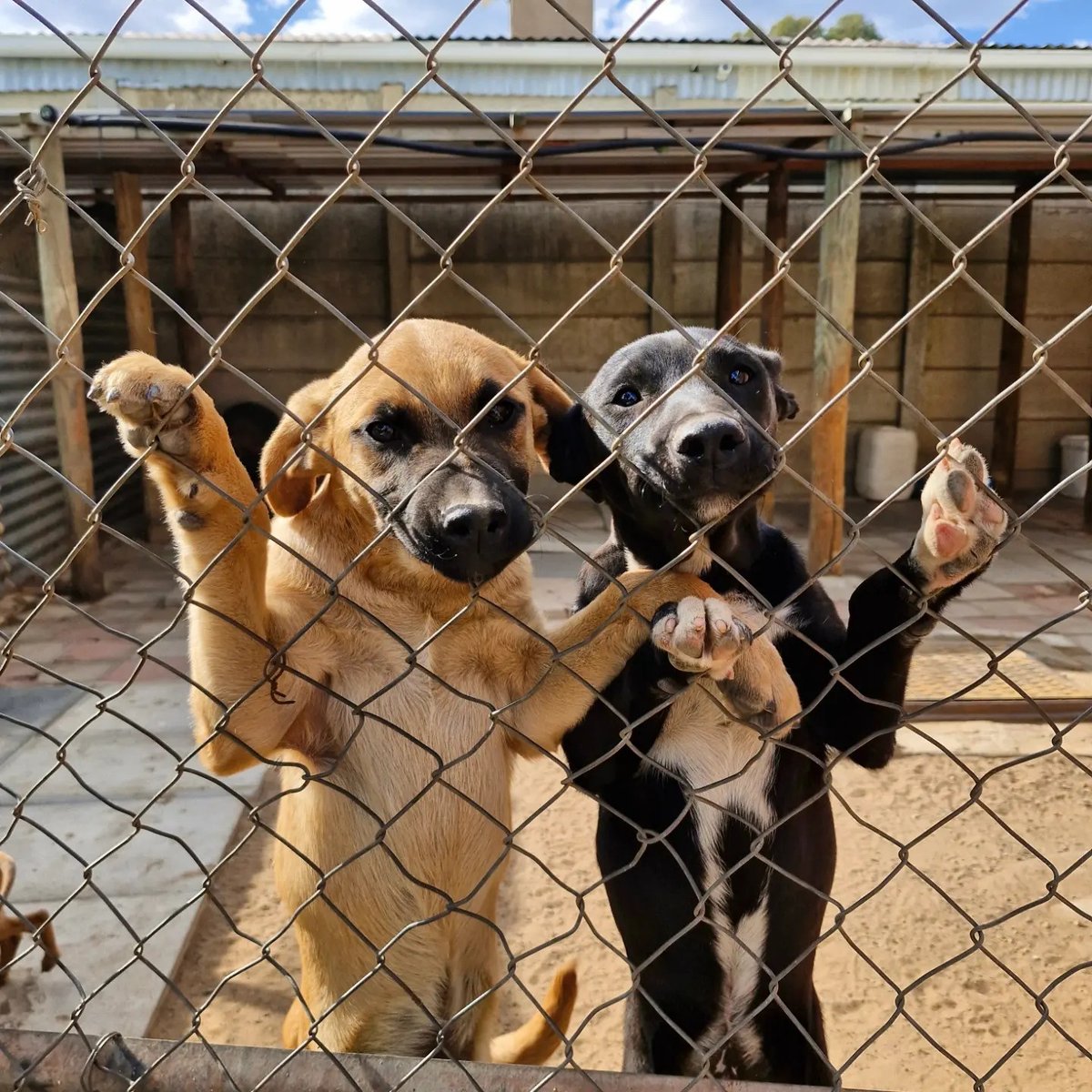 Next time you're exploring town, pop into Chain on Main, you might find a hidden gem and you'll definitely support one!

Each purchase helps fund Chain Boland, Tulbagh’s volunteer-run animal rescue, supporting sterilisation, rescues, vet care &amp; adoptions.