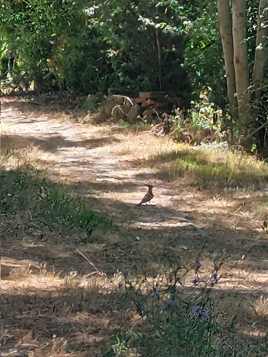 Bonjour tout le monde 😘😘 on se croise souvent dans le jardin. Tantôt monsieur Tantôt madame.