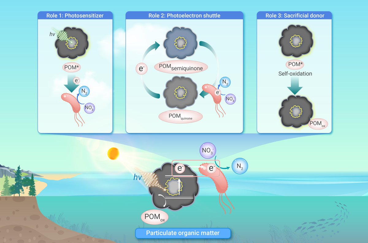 Innov_Geosci's tweet image. Particulate organic matter triggers photoelectrotrophic denitrification: An overlooked biogeochemical reaction induced by sunlight. Read more doi.org/10.59717/j.xin… #Geosciences #TIC2025