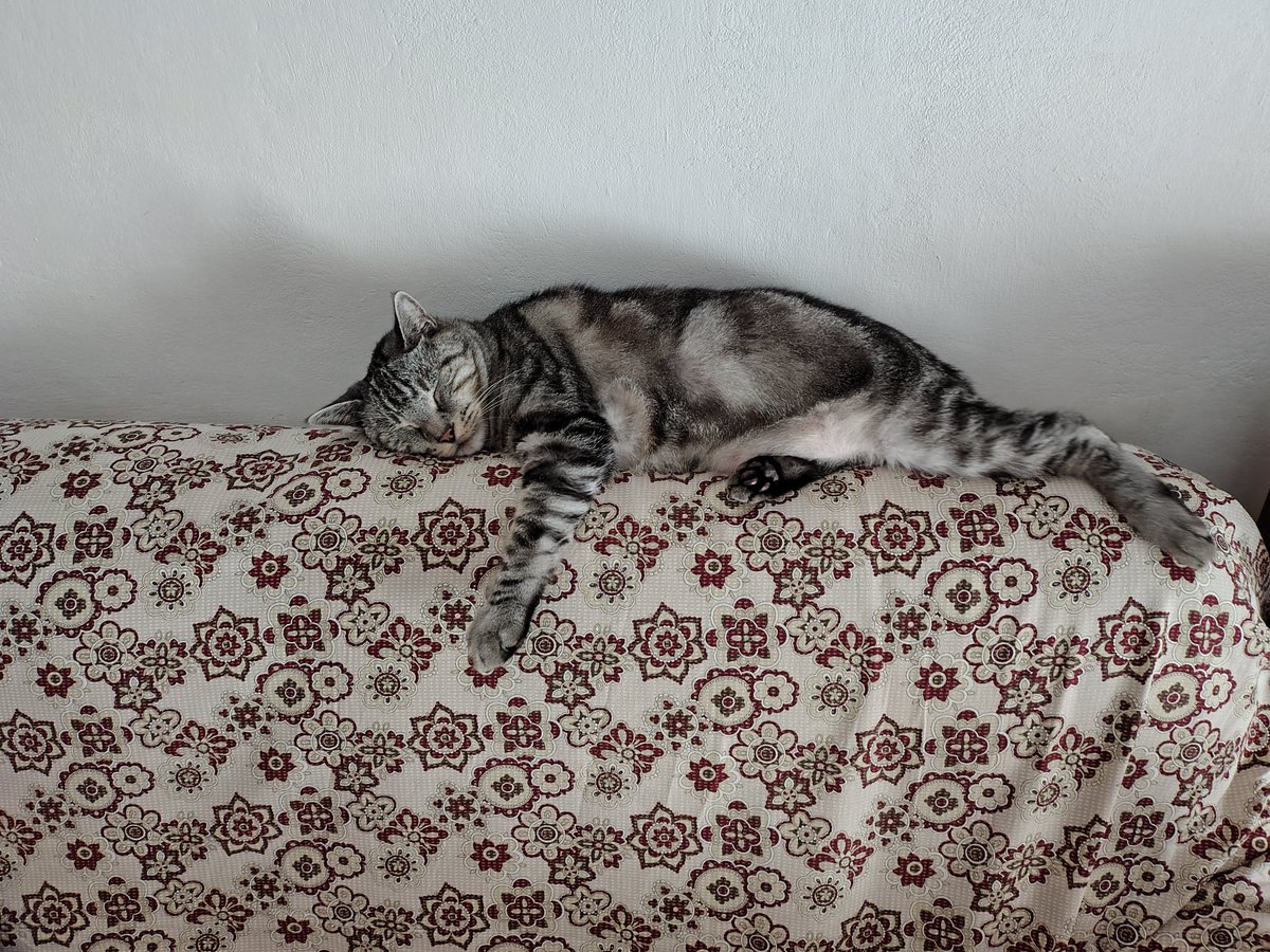 CristianoV6411's tweet image. Il riposo del guerriero Tigro