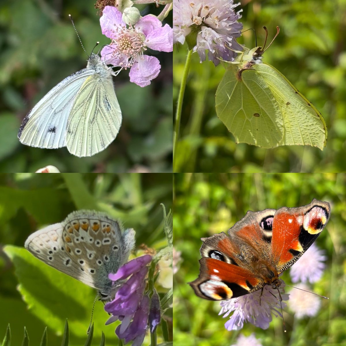 juliet_turner6's tweet image. I’ve had a great week in my new role surveying pollinators and plants across English farms🌾
The heat is challenging but I’m seeing lots of amazing insects- here’s a selection of butterflies I managed to photograph so far (I’ve seen many others but they were too fast!)