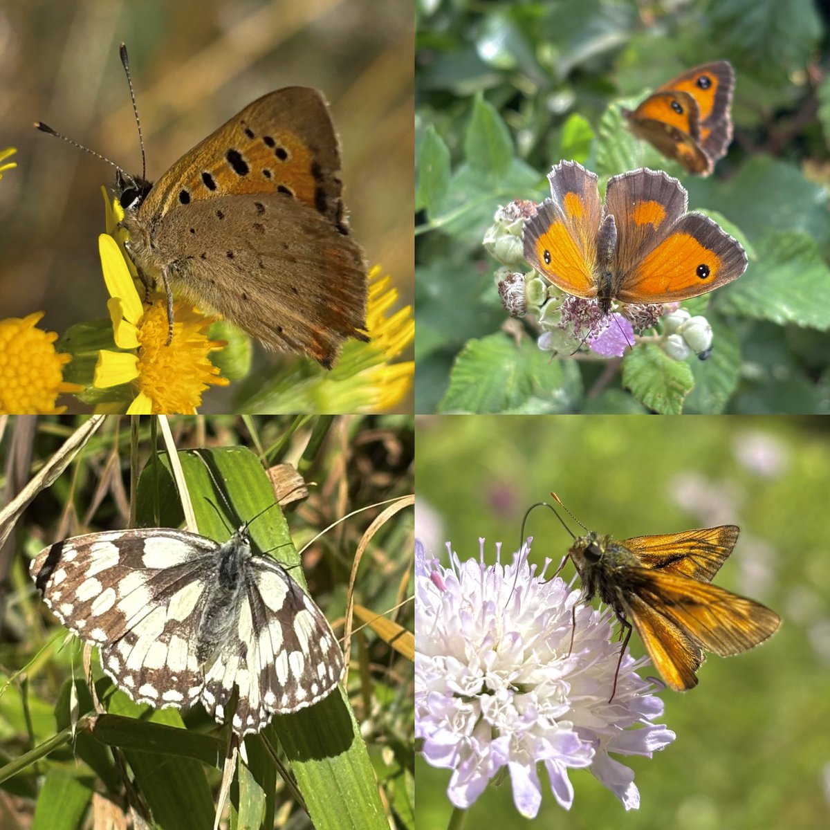 juliet_turner6's tweet image. I’ve had a great week in my new role surveying pollinators and plants across English farms🌾
The heat is challenging but I’m seeing lots of amazing insects- here’s a selection of butterflies I managed to photograph so far (I’ve seen many others but they were too fast!)