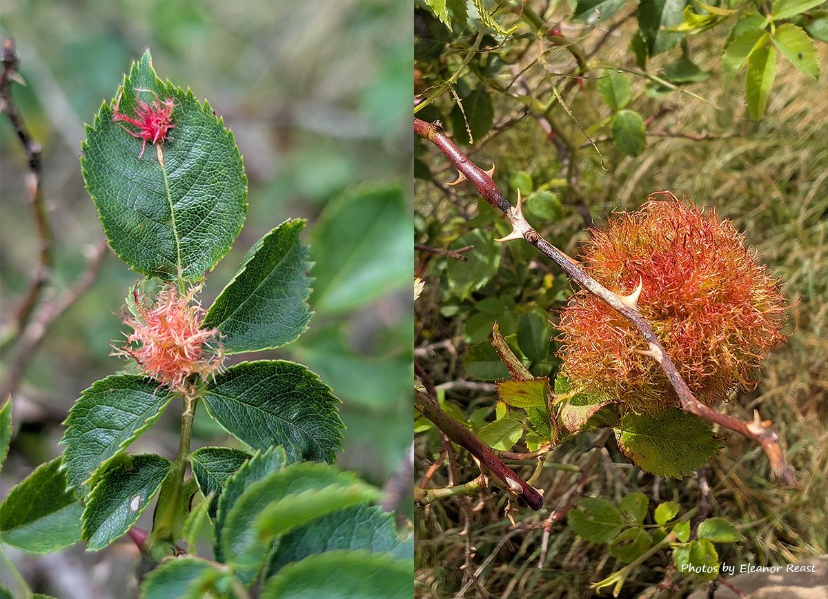 Oooohh... we've not seen all these different stages of robin's pincushions growing on the same rose at the same time before! 😮

These peculiar, feathery tufts are caused by tiny parasitic gall wasps laying their eggs into the rose. Once the eggs have hatched into larvae, they