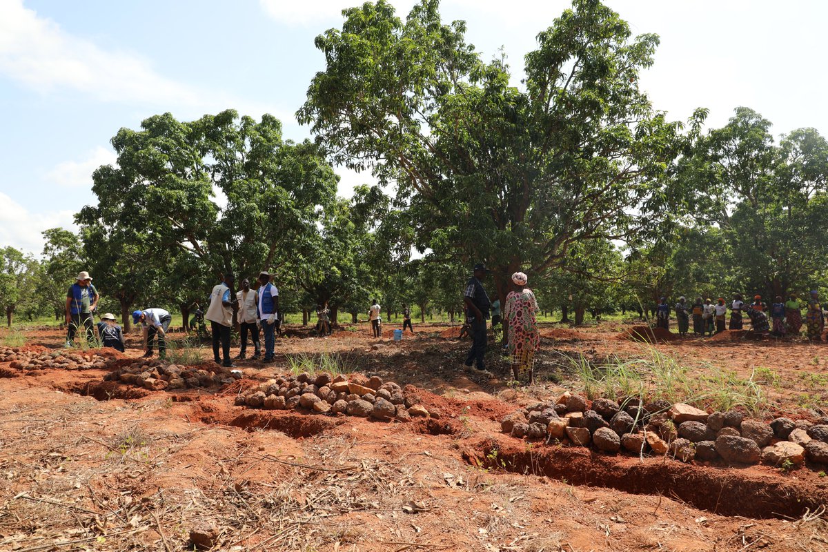 WFP_Cotedivoire's tweet image. Les Solutions fondées sur la nature, comme l’agroforesterie ou la restauration des sols, aident à mieux gérer l’eau, à protéger les écosystèmes et à améliorer la #sécuritéalimentaire. En 🇨🇮, le PAM mise sur ces approches pour renforcer la resilience des communautés vulnérables.