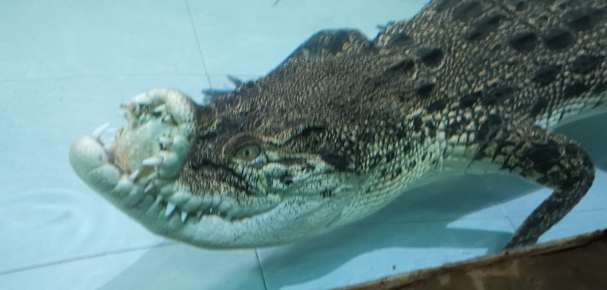 oodileSOL's tweet photo. 🐊 Meet OODILE — the crocodile with the curved smile from Sinka Zoo, Singkawang!
Born different, loved by all. His jaw might be twisted, but his story straight-up inspires 🐊💚
#OodileTheOriginal #CurvedWithPride #SinkaZoo #BorneoIcon https://t.co/d4BB6BhfaP