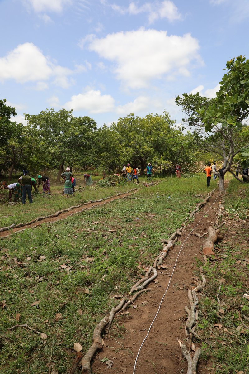 WFP_Cotedivoire's tweet image. Les Solutions fondées sur la nature, comme l’agroforesterie ou la restauration des sols, aident à mieux gérer l’eau, à protéger les écosystèmes et à améliorer la #sécuritéalimentaire. En 🇨🇮, le PAM mise sur ces approches pour renforcer la resilience des communautés vulnérables.