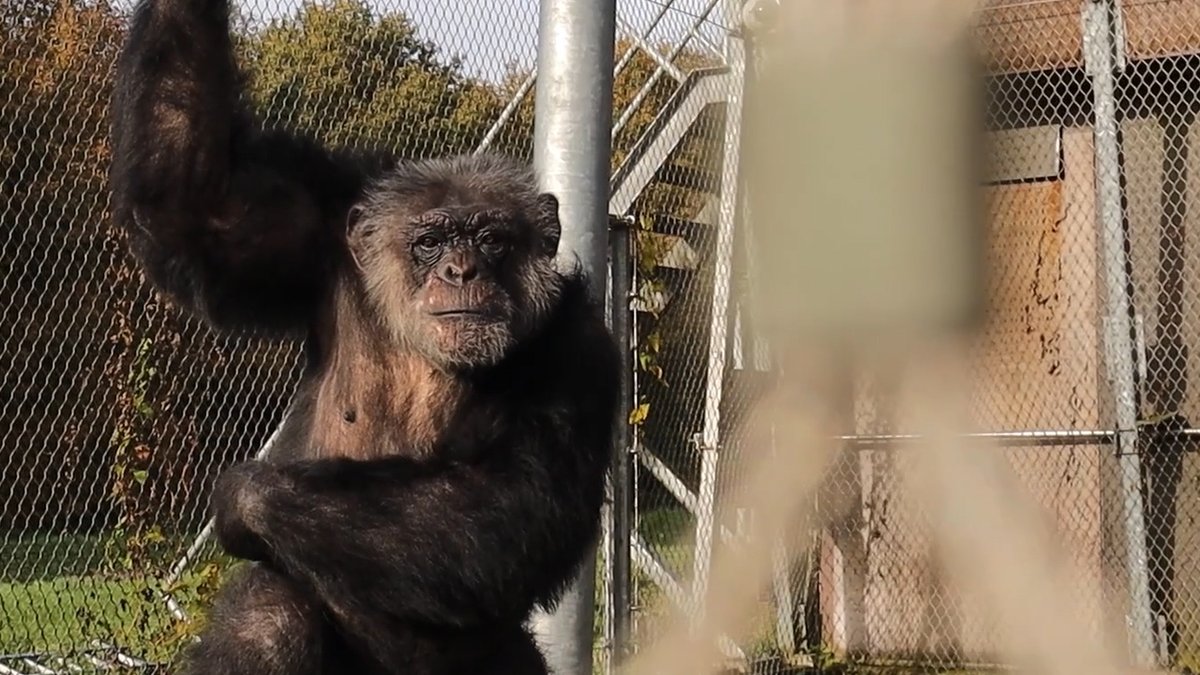 AAP_Europe's tweet image. On #WorldChimpanzeeDay, we reflect on the past of 38 rescued chimpanzees that stay at AAP. They were used in entertainment or lived as pets or laboratory animals, until they grew up and became too dangerous >> bit.ly/WorldChimpanze… #WildAnimalsNotPets