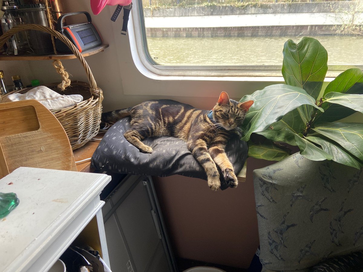 themayhew's tweet image. Momo set sail on his biggest adventure... his forever home! His family shared: "He’s settled in really well to boat life and we’ve totally fallen in love with him. He is the sweetest little thing in the world who is so playful and inquisitive and loves cuddling." #HappilyRehomed
