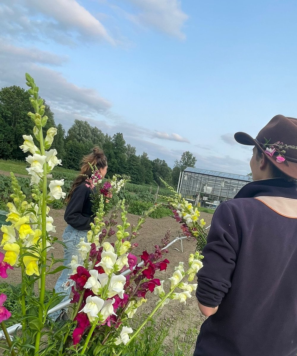 🌼 Bloemen van studentenhand!
Roos en Rosetta, derdejaars tuinbouwstudenten, runnen hun eigen bloementuin 💐Lees hoe je een boeketje kunt kopen 👉 ap.lc/VVAbB

#bloemen #studentproject #warmonderhof #biologisch #leuksteschoolvanNL #aeresmbo