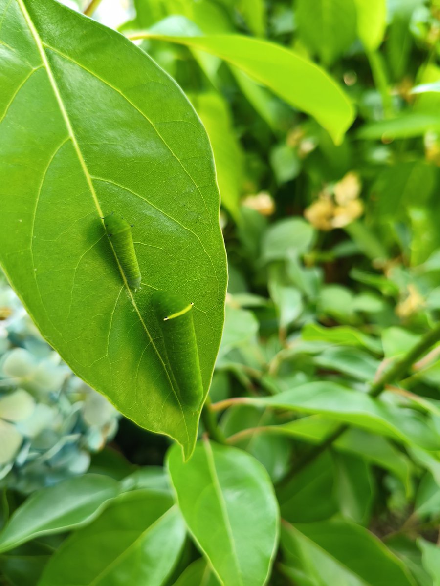 清洲橋通りの街路樹にアゲハチョウの幼虫がいた。都心でもミカンの木あれば育つってたくましいわ