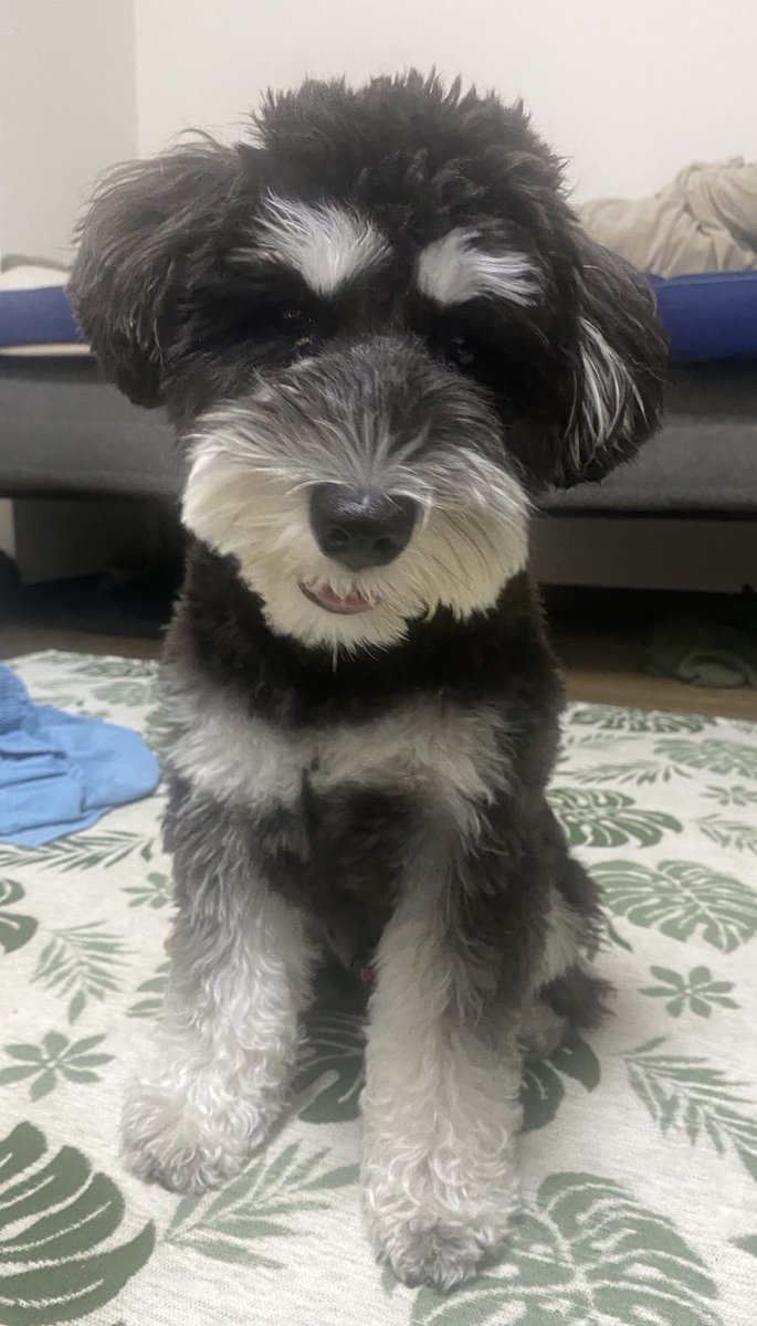 love_gohan_enji's tweet image. スーパー愛想笑い🐶