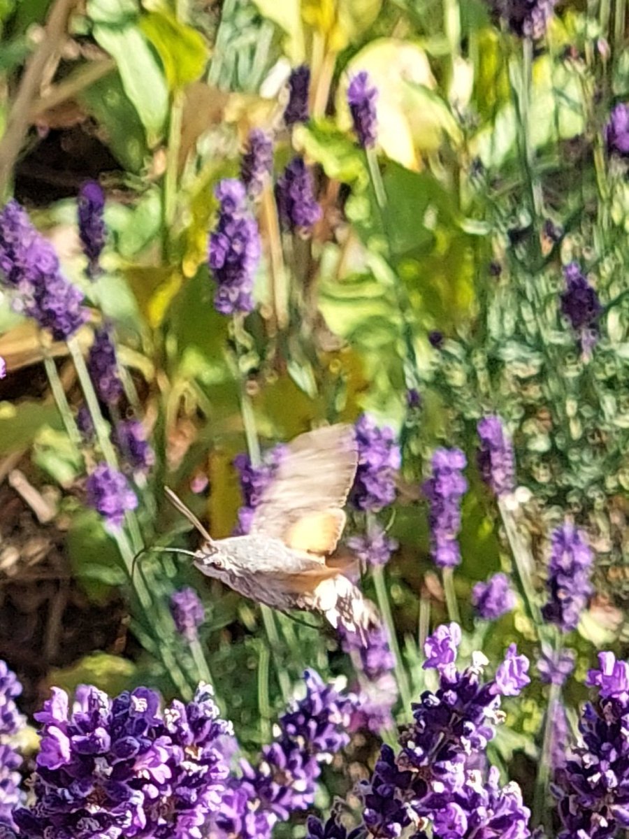 chrismullinexmp's tweet image. 2. My garden this morning: a humming bird moth. Rarely seen in these parts.