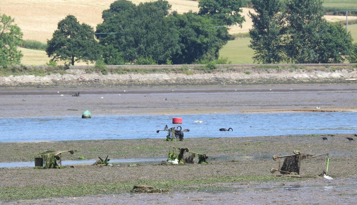 I counted 13 trolleys before I noticed the black swans. Teign Estuary, Devon.