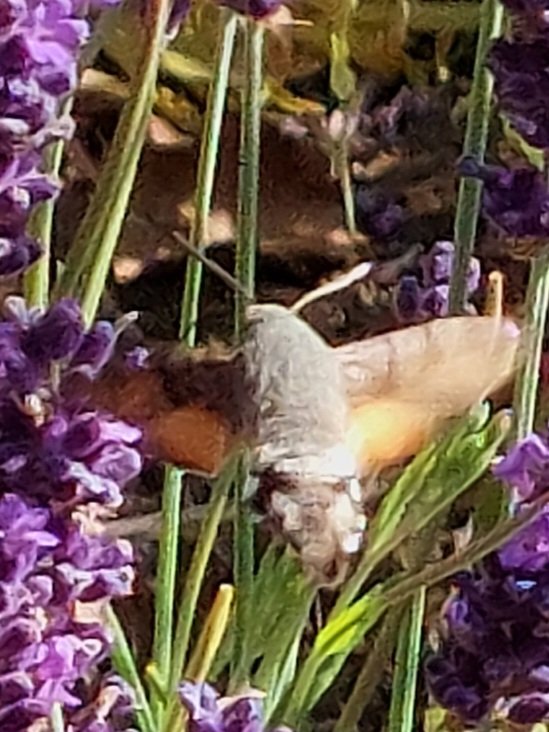 chrismullinexmp's tweet image. My garden: A humming bird moth. A rare visitor to Northumberland.