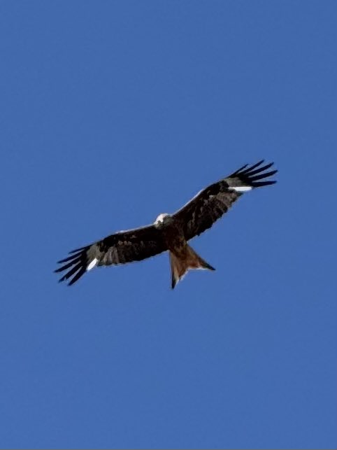 TheWhiskyWire's tweet image. A bit blurry on the zoom but what a beauty. #RedKite