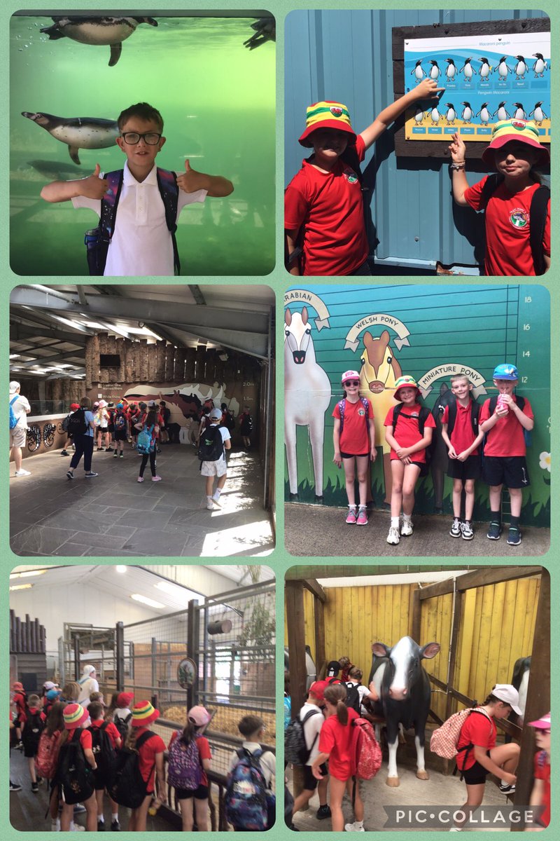 Maes Y Morfa (@ysgolmym) on Twitter photo Year 4 folly farm trip Year 4 folly farm trip