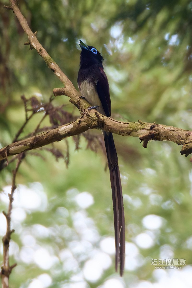 サンコウチョウがこの時期まで鳴いててくれるのは、ここではちょっと珍しい。 #野鳥撮影 #野鳥観察 oumineko.com/archives/35400