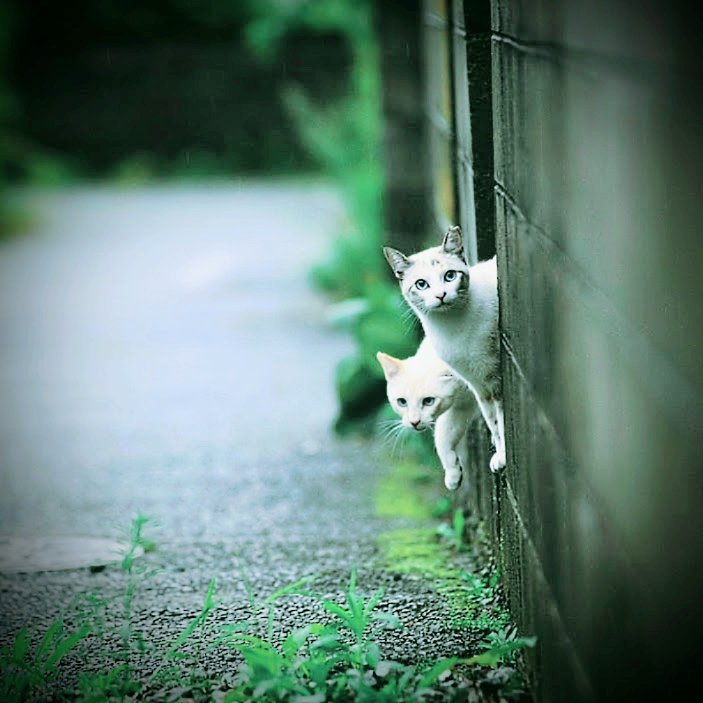 【本当に動物達のことを思うなら】動物を助ける為には法改正が何よりも大事。どんなにボラが頑張っても法がグレーだとどうにもならない。しかし面倒な動物愛護法改正を頑張る国会議員は一部。多くが口だけで何もしない。逆に繁殖業界と繋がり妨害する国会議員もいる。とくに自民党議員。